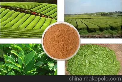 
Antioxidative Natural Caffeine 98% Green Tea Extract Powder 