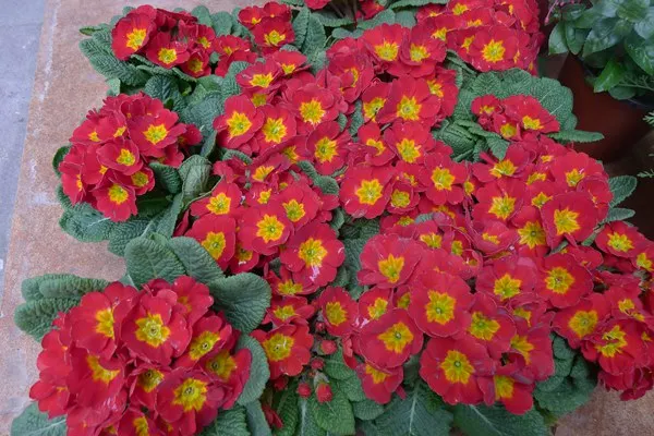 Primula Malacoides Seeds Flower Seeds For Cultivation