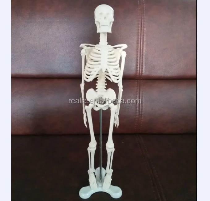 Mini Skeleton model