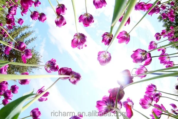 Super wide 6.5mm f/3.5 Fisheye Lens for Sony