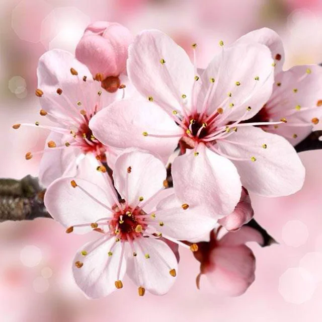 
Красивое живое Вишневое дерево 