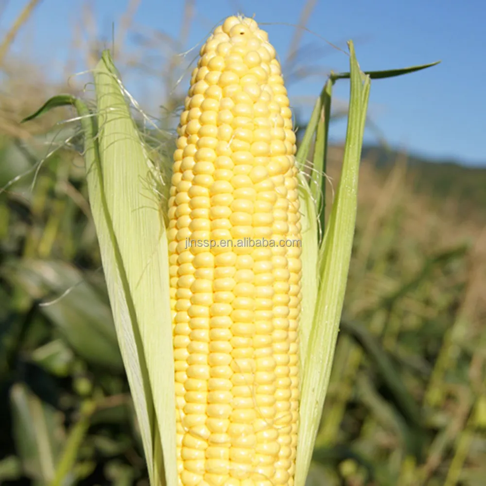 Non-GMO sweet corn in vacuum package