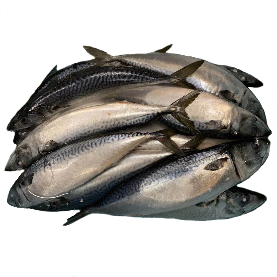 New fish fresh frozen whole round pacific mackerel