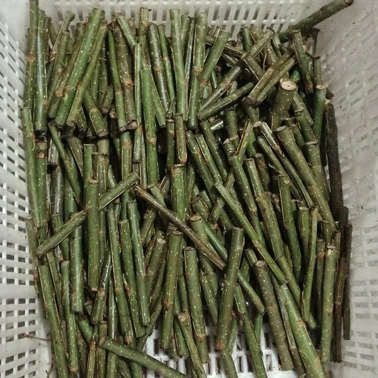 
Wu xu yang fast grow no catkin eastern Alamo tree seedling branch cut for planting 