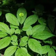 
Pharmaceutical Supplement Grade Use Immunity Enhancement Panax Ginseng Leaf Extract Powder Quality data