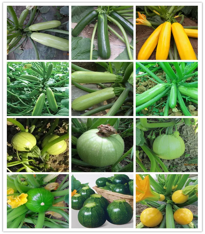 Long zucchini hybrid f1 squash vegetable seeds