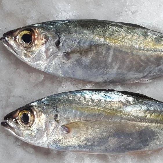 
Hot Selling Cheap Price Trachurus Japonicus Frozen Horse Mackerel 