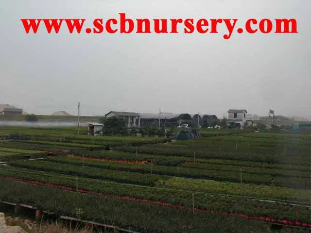 
Carmona Bonsai Art 40cm 