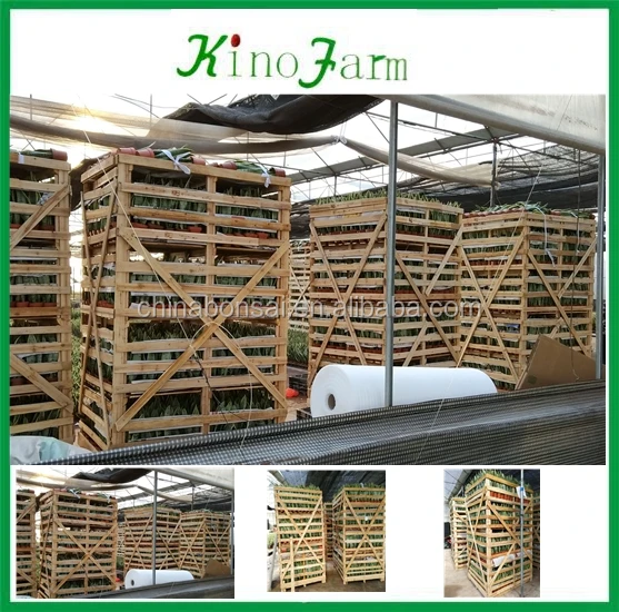 
Tall Snake Plant Sansevieria 