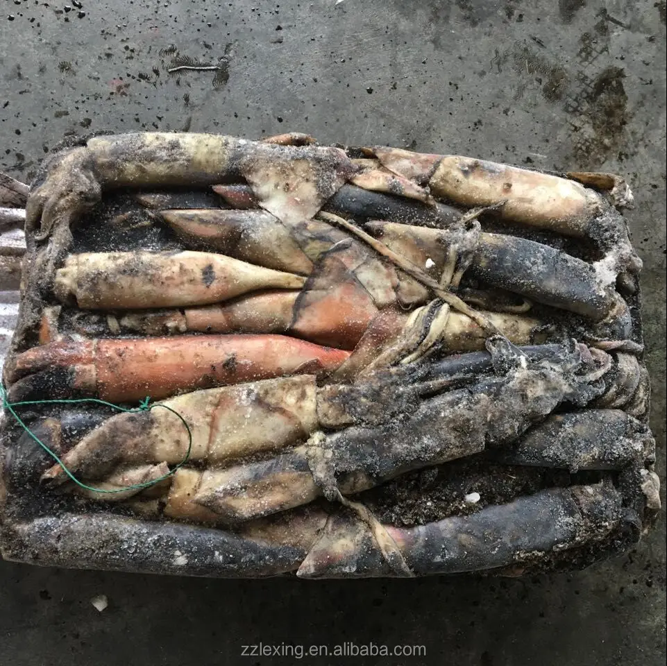 frozen north pacific squid for fishing bait, neon flying squid