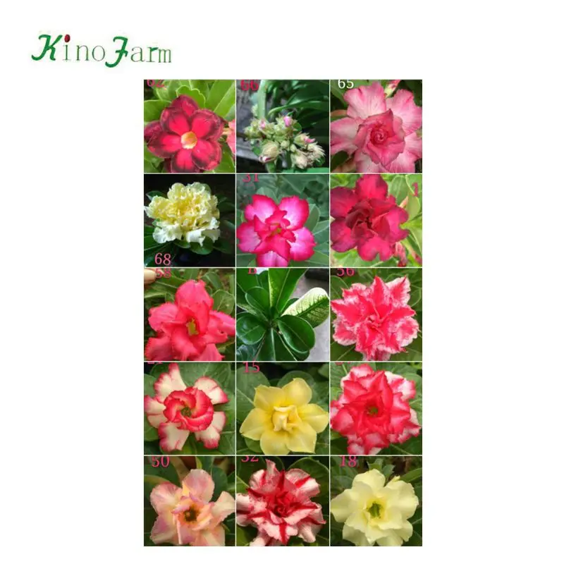 
Adenium arabicum bonsai for sale 