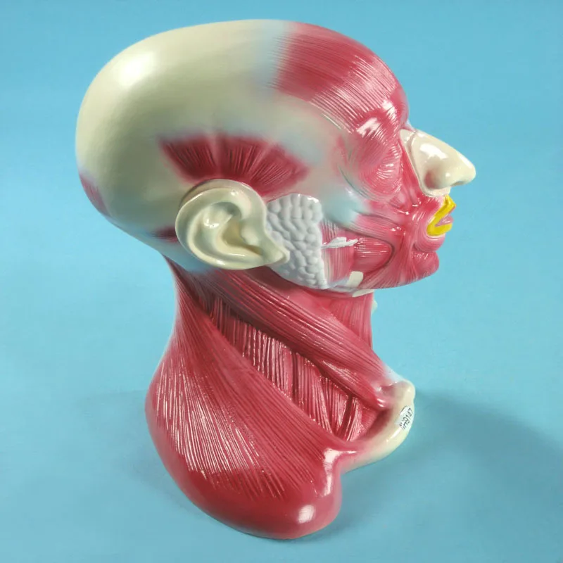 
Biology Education Equipment Anatomical Human Head and Neck Structure Model 