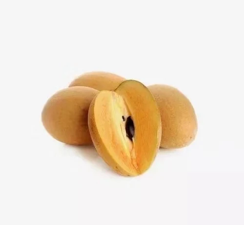 Саженцы ачира zapota