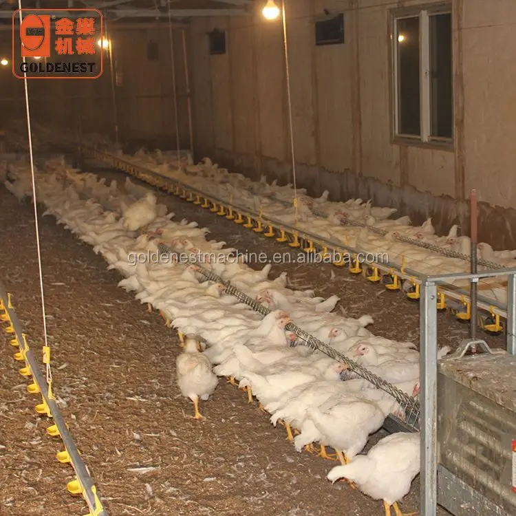Goldenest Poultry breeder Chicken Breeding Machine Chicken egg poultry farm Equipment Automatic
