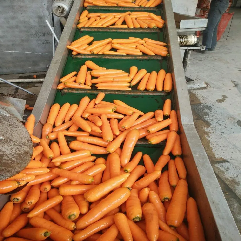 Свежая морковка из Китая