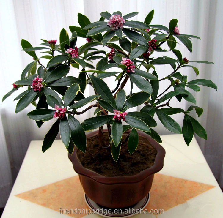 
Fragrant Flowering Tree Winter Daphne Daphne Odora Plants 