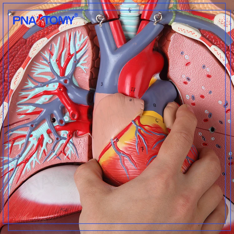 PNT-0301 human 85cm height torso model , open back , dual-sex , 28 parts anatomical model