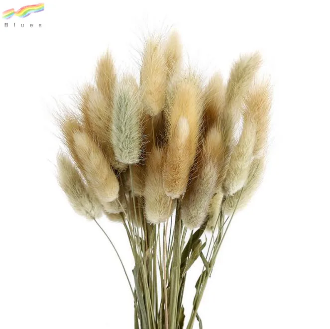 Dried flower bouquet colorful lagurus ovatus rabbit tail grass flower set of 50pcs flower