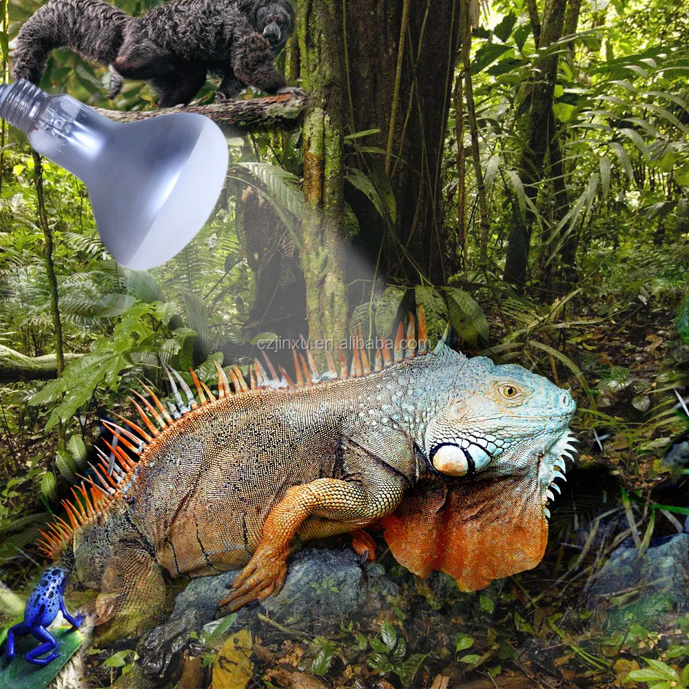 70w 80w 100w 125w 160w Mercury Vapor Uva Uvb and Heat Lamps for Turtles