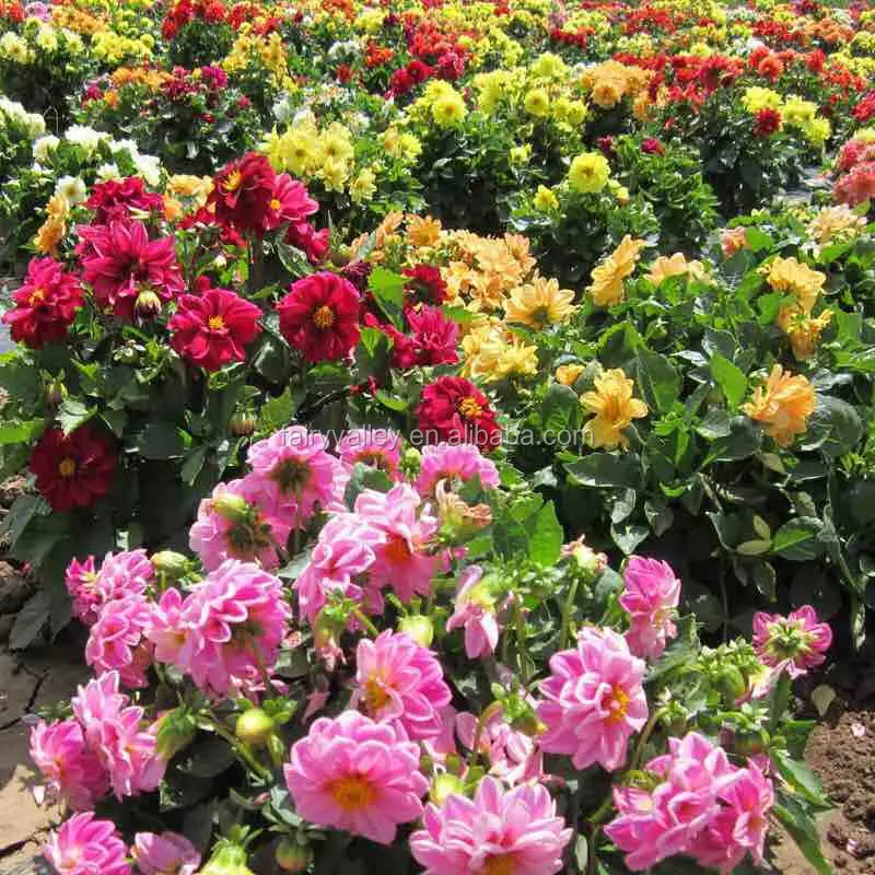 Высокий уровень прорастания, красивые красные семена карлика Далии для посева