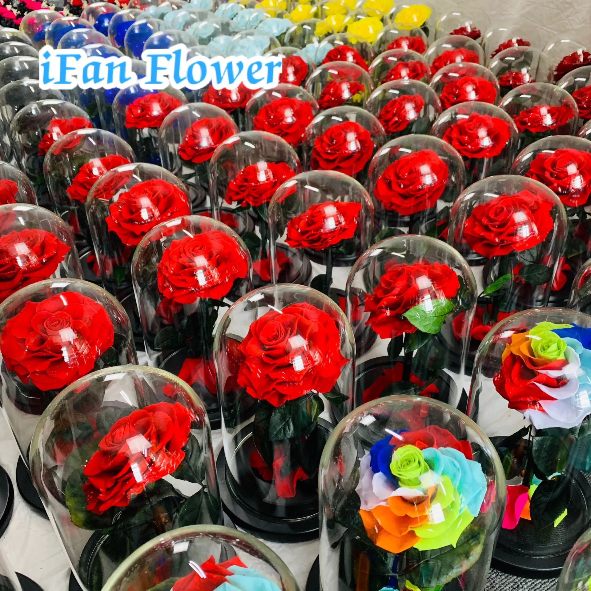 IFAN flower company design preserved rainbow rose in glass dome preserved roses export Saudi Arabia