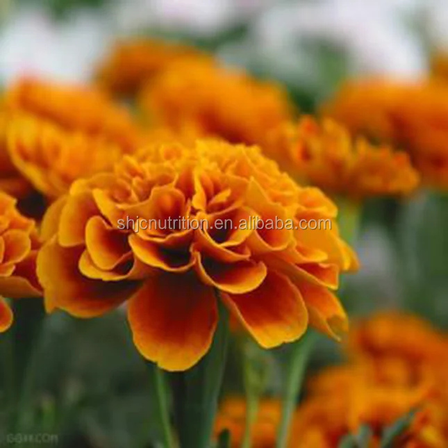 Free of sample for 100% Pure Marigold extract, Lutein powder, high quality Lutein in bulk