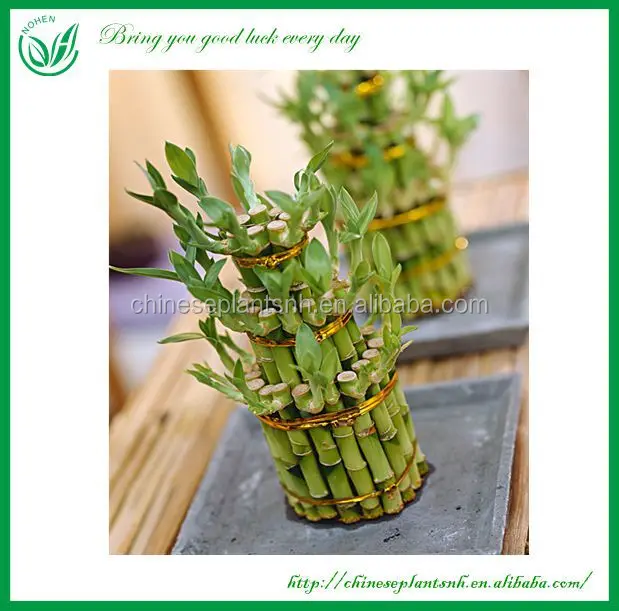 
indoor plants 3 layer tower shape lucky bamboo dracaena sanderiana 