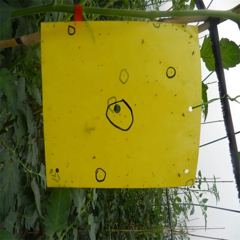 Приманка для защиты овощей Tuta absoluta Liriomyza bryoniae, приманка феромона для извлечения томатных листьев