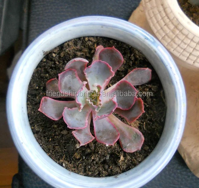 Echeveria shaviana succulent bonsai