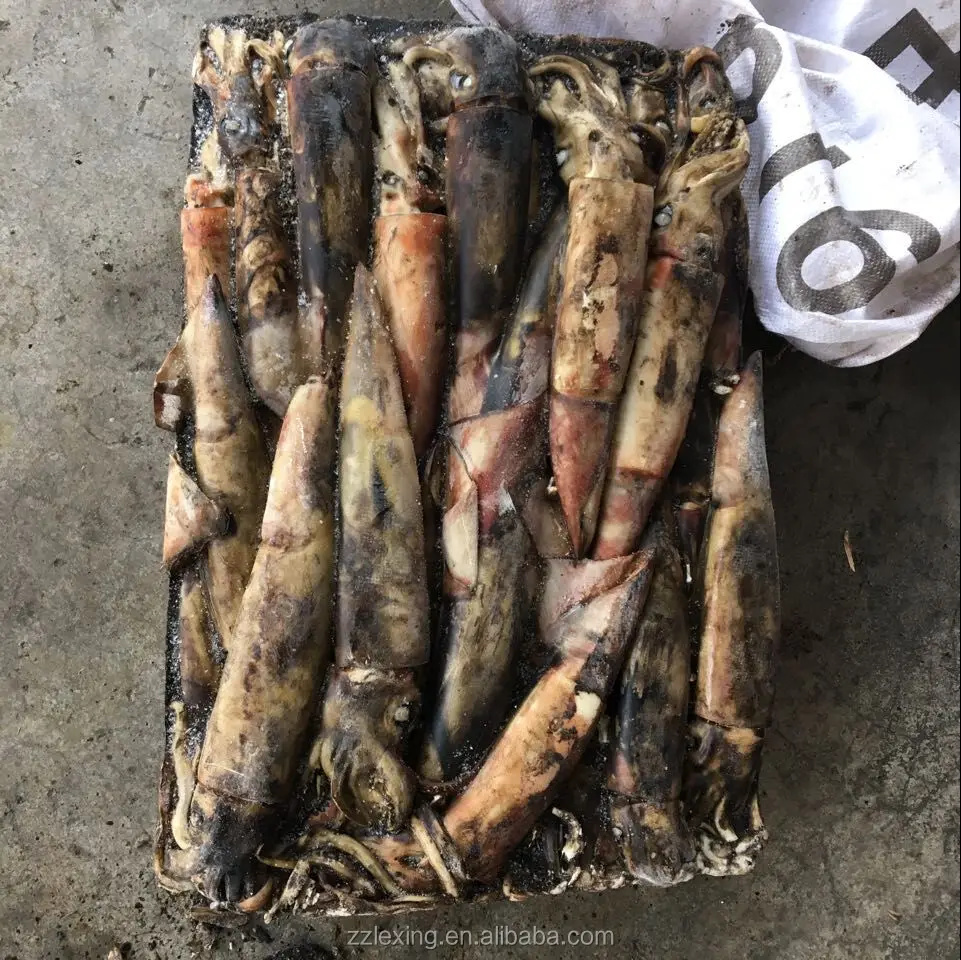 frozen north pacific squid for fishing bait, neon flying squid