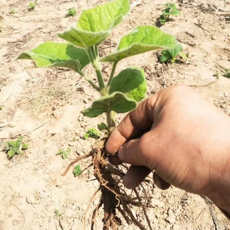 intercropping and cold resistant hybrid paulownia root for wood planting