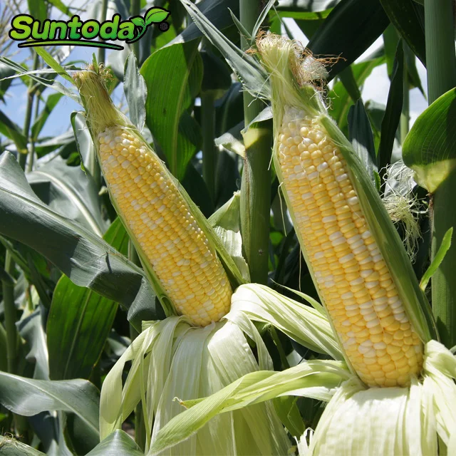 
Suntoday Newest High yiled yellow hybrid sweet corn seed 1kg/bag 