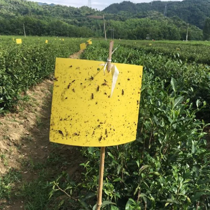 yellow blue polypropylene PP roll PPsheet PP board for insect sticky trap  Sticky board aphid killer garden strong fly sticky