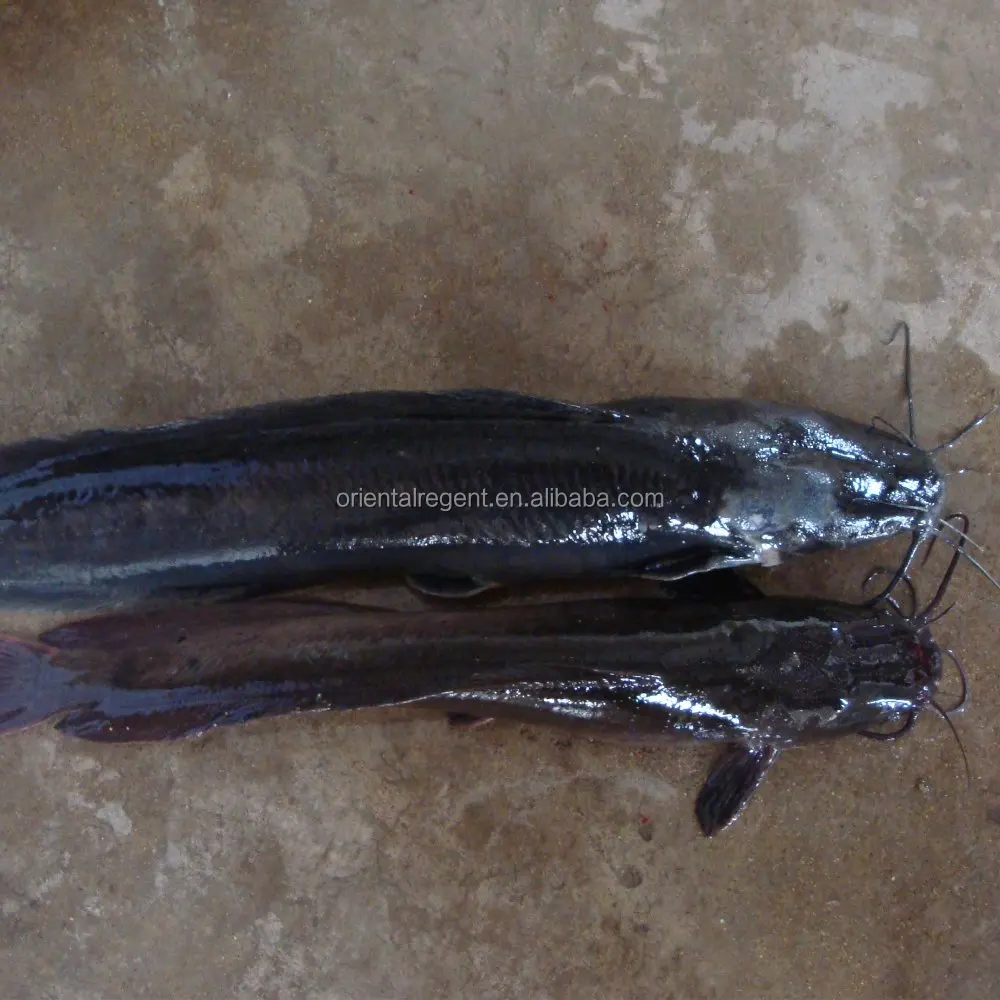 
new product--Frozen Catfish Whole Round 