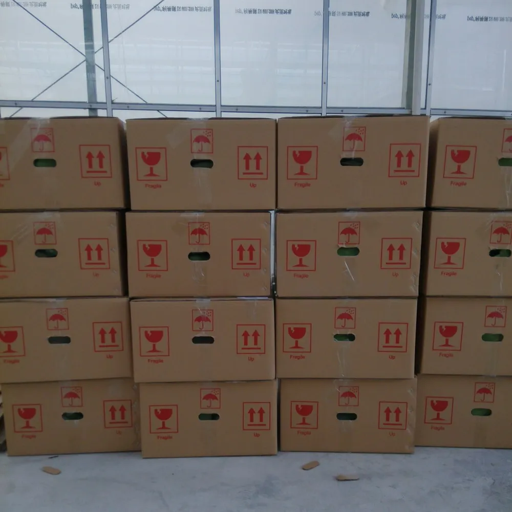 live phalaenopsis Orchid seedling