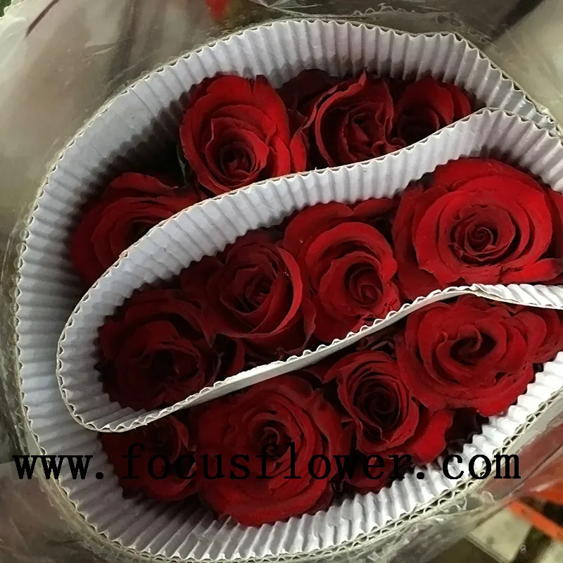 high-level wholesale high quality fresh cut rose flower ecuador carola rose from rolane/china wholesale fresh cut flowers