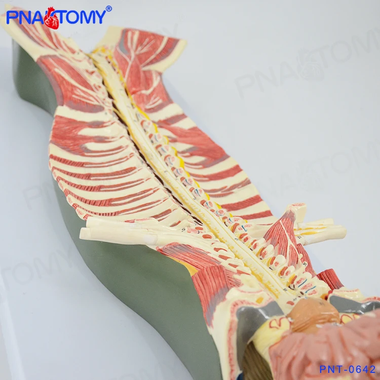 Spinal Cord in the Spinal Canal Model Brain Nerves Cerebral Nerves Anatomical Model Educational Equipment Medical Sciences