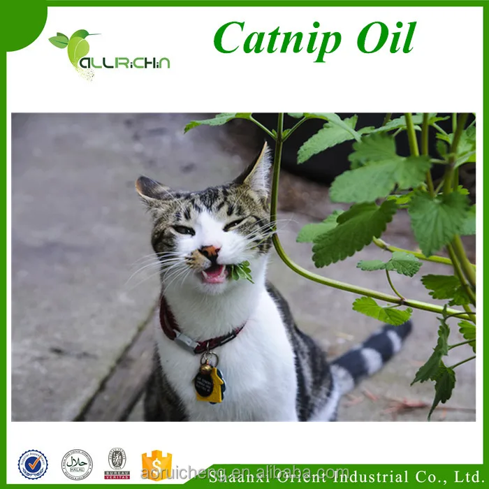 catmint oil, nepeta cataria,catnip oil