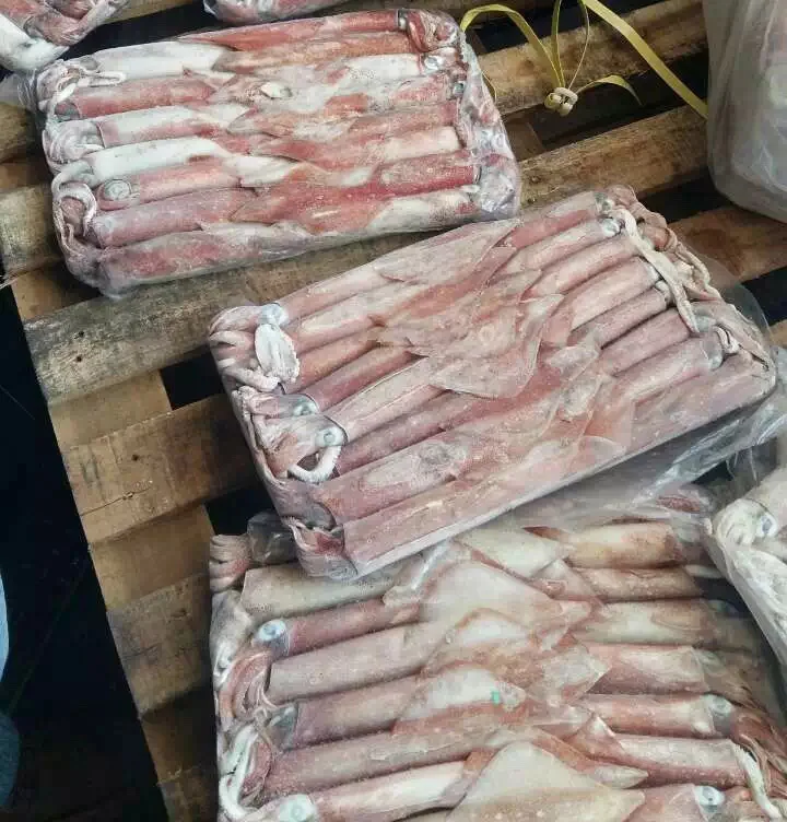 New squid frozen squid fresh squid wholesale