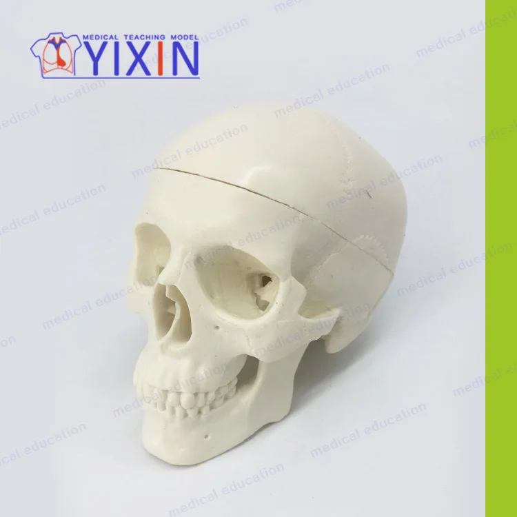
Fine Skull Model Mini Art ExaminationTeaching Practice 