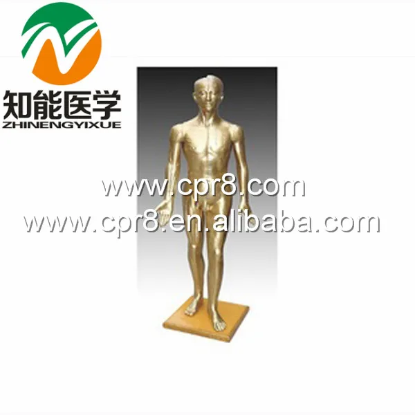 170 cm Standard Needle Point Human Acupuncture Model