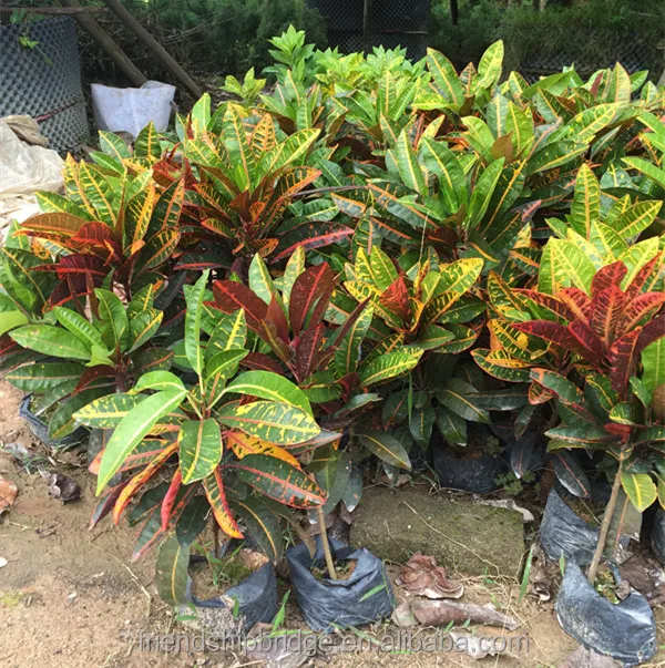 
Variegated Leaf Croton 