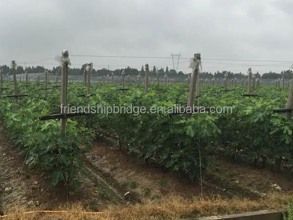
Carica Linn.Fruit Fig tree plant 