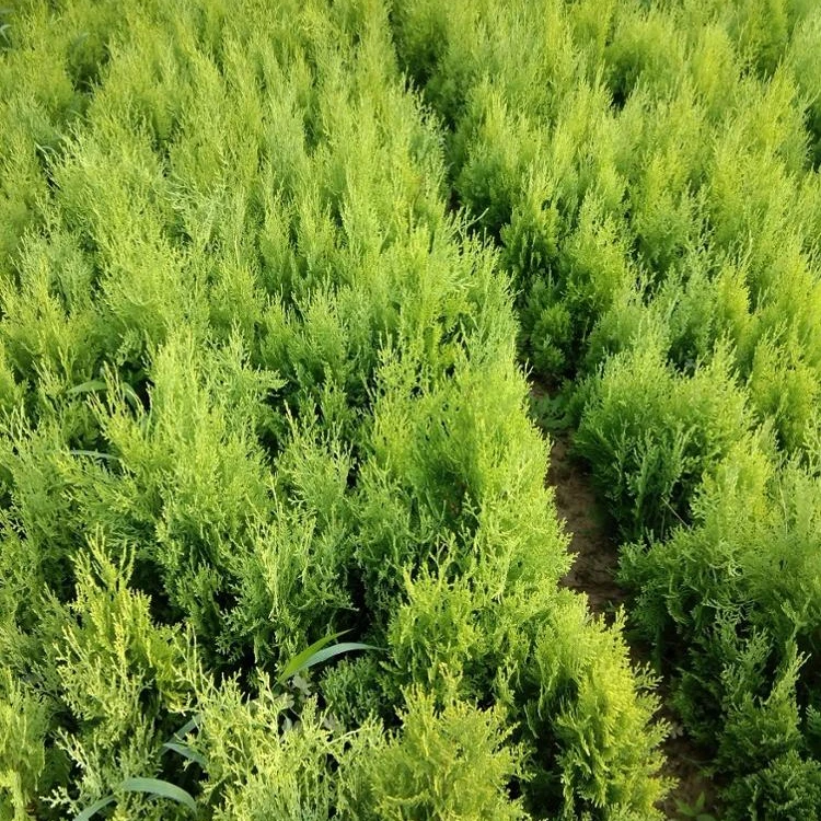 Cupressus macrocarpa Goldcrest