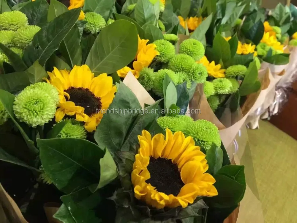 Beautiful fresh cut flower Helianthus annuus sunflower