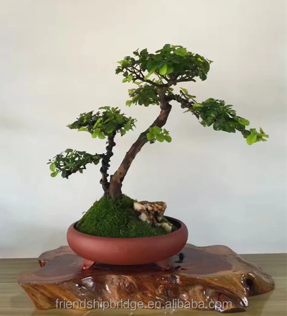 
 Мини-азиатские деревья бонсай  