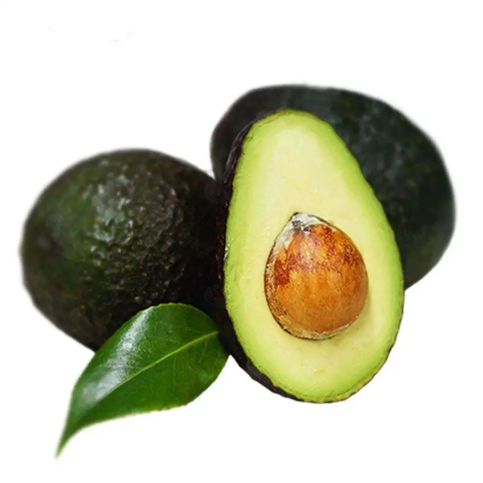 
Авокадо дерево рассада 