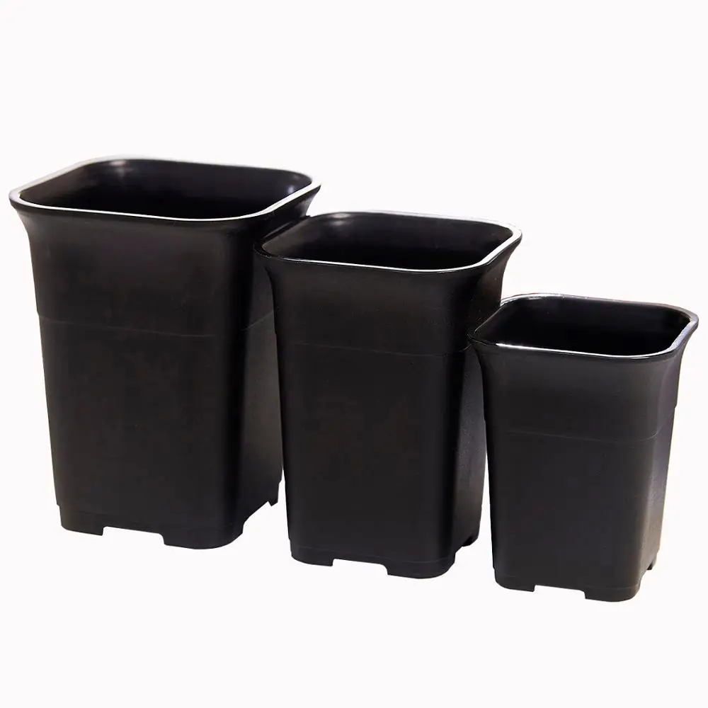 Buy Tall Square White Black Plastic Succulent Planters Haworthia Maughanii Flower Pot