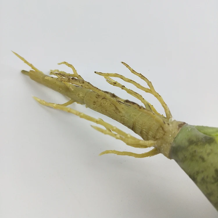 Selling simulation PVC home decorative Sansevieria trifasciata Prain artificial plants