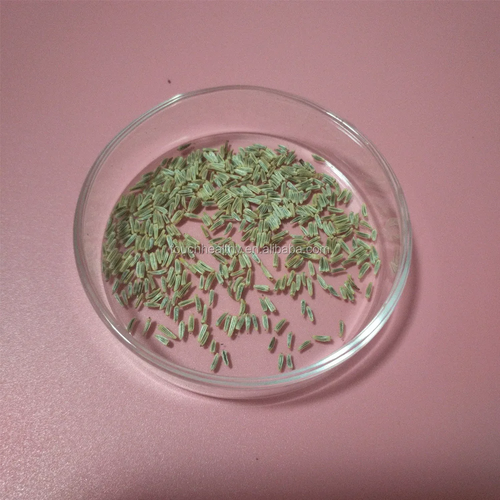 2021 Chrysanthemum paludosum seeds,Leucanthemum paludosum seeds 100gram/bags